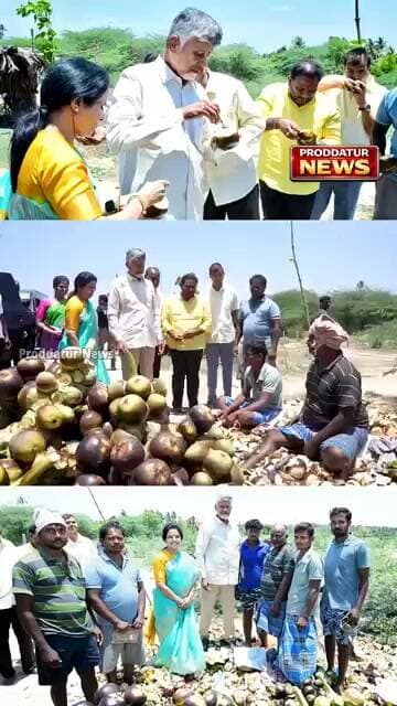 వేసవిలో చల్లగా తాటికాయలు తింటూన CM Chandra Babu #proddaturnews