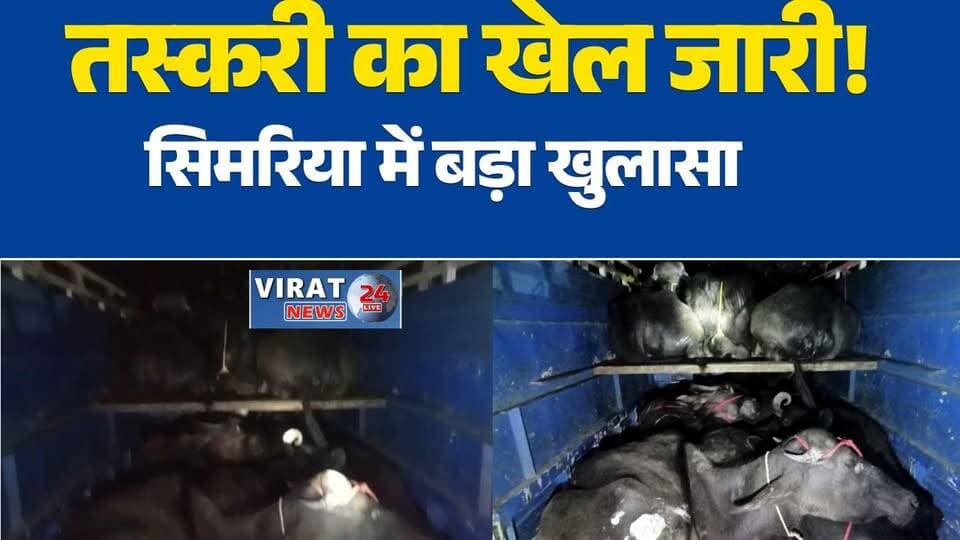 रीवा के सिमरिया में पशु तस्करी का बड़ा खुलासा, ट्रक से भैंसें जब्त#RewaNews #Simariya #AnimalTrafficking #CattleSmugglin...