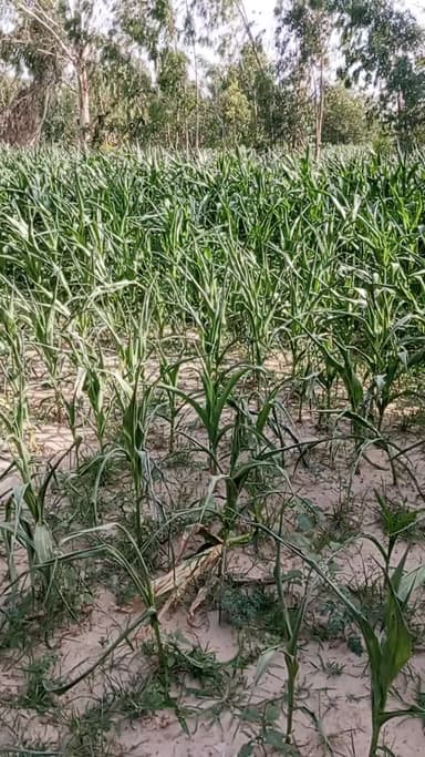पानी की समस्या किसान मजबूर फसल सूखने की