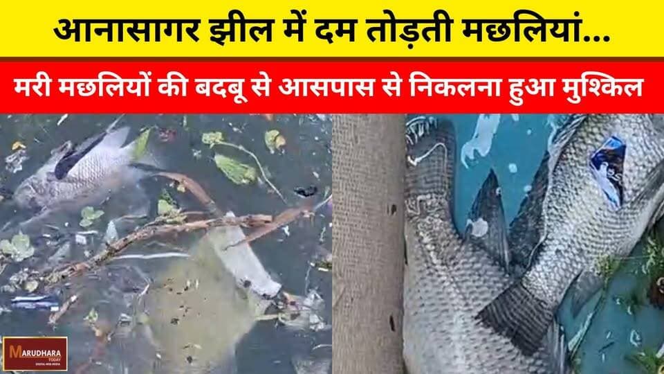 आनासागर झील में दम तोड़ती मछलियां...
मरी मछलियों की बदबू से आसपास से निकलना हुआ मुश्किल
#ajmer #trend #may #may2026 #a...