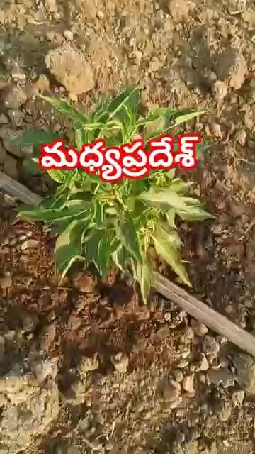 2026-27 #మధ్యప్రదేశ్ లో మిరప పంట అధిక ఉష్ణోగ్రతలు వలన #బొబ్బర వైరస్ ఎటాక్