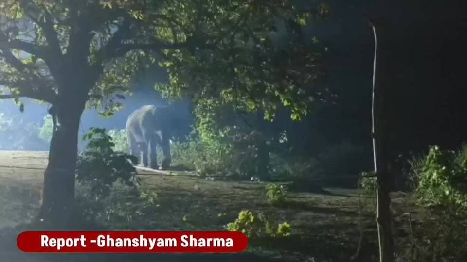 अनूपपुर-शहडोल में दहशत खत्म! 47 दिन बाद वन विभाग ने पकड़ा खतरनाक हाथी
#MadhyaPradesh
#aprnews
#viralnews