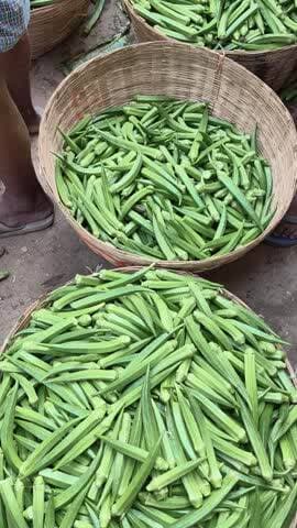 #virallolllj6jk ko lojn nauranga mein Bhind Daur per kilo ho gaya hai jisko bhi lena hai