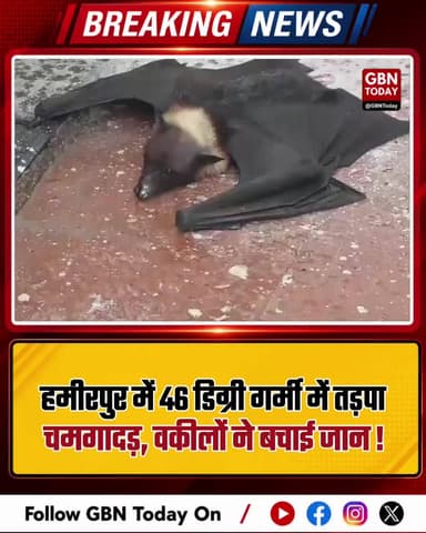 हमीरपुर: 46 डिग्री गर्मी में तड़पा चमगादड़, वकीलों ने बचाया।
#HamirpurWeather #BundelkhandHeat #SaveWildlife