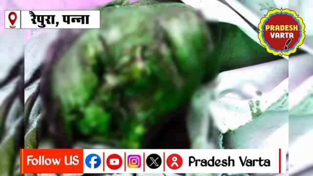 तेंदूपत्ता तोड़ने गए ग्रामीण पर भालू का हमला, हालत गंभीर। #BearAttack #PannaNews #MadhyaPradesh #ForestAlert