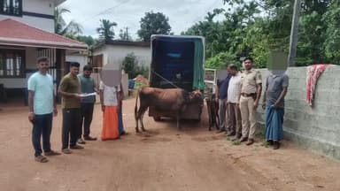 ಬಂಟ್ವಾಳ: ಪಂಜರಕೋಡಿ ಎಂಬಲ್ಲಿ ಪಿಕಪ್ ವಾಹನದಲ್ಲಿ ಅಕ್ರಮವಾಗಿ ಗೋಸಾಗಾಟ ಮಾಡುತ್ತಿದ್ದ ಪ್ರಕರಣ ಬಯಲು