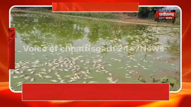 कांकेर में रिकॉर्डतोड़ गर्मी का कहर: तालाब का पानी उबलने से कई क्विंटल मछलियों की मौत, ग्रामीणों में महामारी का खौफ।#Kan...
