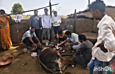 प्रतापपुर: केवरा में पशु चिकित्सा टीम ने सफल ऑपरेशन किया, गाय के पैर से निकाली 2.5 किलो की गांठ