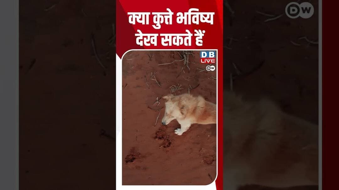 क्या कुत्ते भविष्य देख सकते हैं #dwscience #health #DogFacts