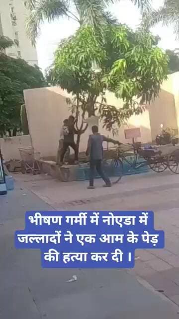 भीषण गर्मी में नोएडा में जल्लादों ने एक आम के पेड़ की हत्या कर दी ।