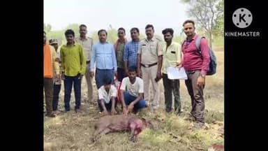 राजिम: फिंगेश्वर वन विभाग ने जंगली सूअर के शिकार के मामले में दो आरोपियों को किया गिरफ्तार, चार फरार