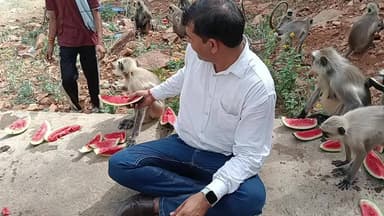 बंदरों को फल खिलाना धार्मिक ज्योतिषीय और मानवीय दृष्टि से शुभ माना जाता है...... दिनेश गुप्ता हिसार