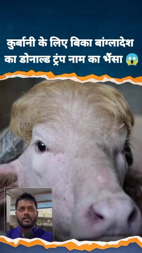 कुर्बानी' से पहले वायरल हुआ 'डोनाल्ड ट्रंप' नाम का भैंसा, चौंकाने वाली है नाम के पीछे की वजह
#DonaldTrump #ViralBuffalo...