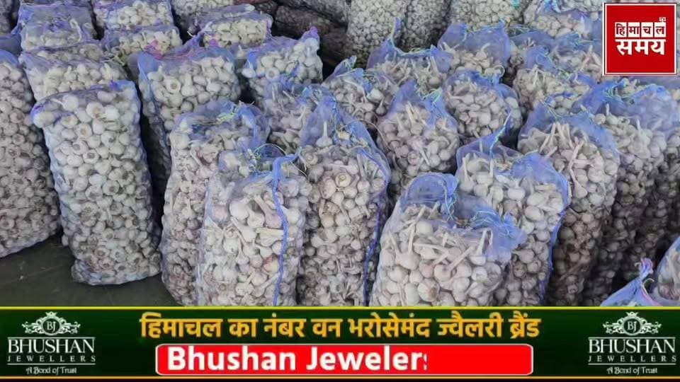 लहसुन के सीजन ने पकड़ी रफ्तार, जानिए कि भाव बिक रहा
हिमाचल समय - Himachal Samay Media #kalkashimlahighwwt #forestfire #b...