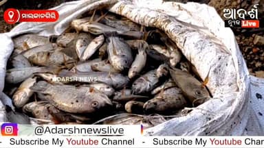ମାଲକାନଗିରିରେ ପ୍ରଚଣ୍ଡ ଗରମ ଯୋଗୁଁ ପୋଖରୀରେ ମରୁଛନ୍ତି କ୍ୱିଣ୍ଟାଲ କ୍ୱିଣ୍ଟାଲ ମାଛ #Malkangiri #FishDeath #HeatWave #ExtremeHeat #P...