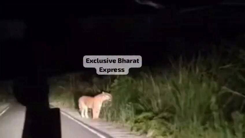 जंगल का राजा फिर आया सड़क पर... दुधवा-गौरीफंटा मार्ग पर बाघ दिखने से लोगों में दहशत, वीडियो हुआ वायरल!
#Dudhwa #TigerSi...