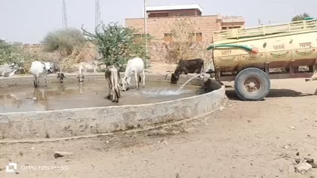 🚨 फतेहगढ़ के भाड़ली गांव में जल संकट गहराया, प्यास से तड़प रहे हजारों बेजुबान पशु 🐄💧
#फतेहगढ़
#भाड़ली_गांव
#जल_संकट
#पश...