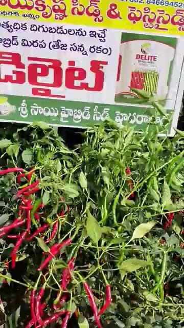#తేజ కొత్త రకం వైరస్ను తట్టుకోగల #మరింత సమాచారం కోసం వీడియో చూడండి ||DELETE|| డిలైట్