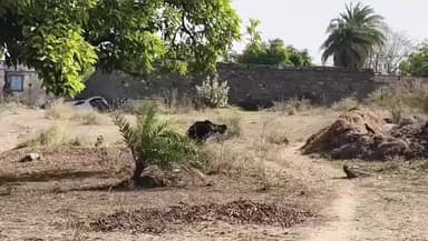 गोगुन्दा: पुनावली व कुम्हारवास के आबादी क्षेत्र में घुस आए भालू, ग्रामीणों में छाई दहशत, वीडियो सोशल मीडिया पर वायरल