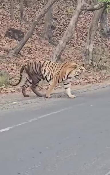 #tiger