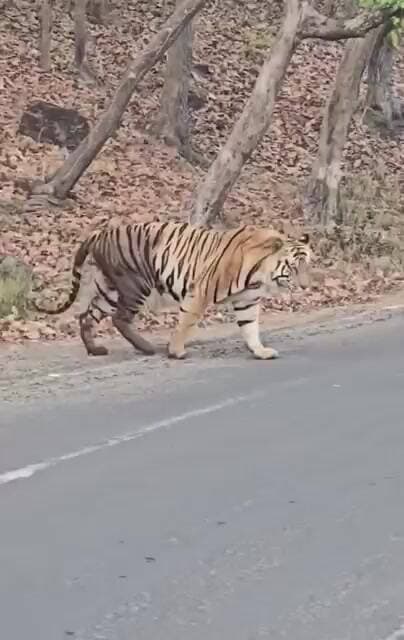 #tiger