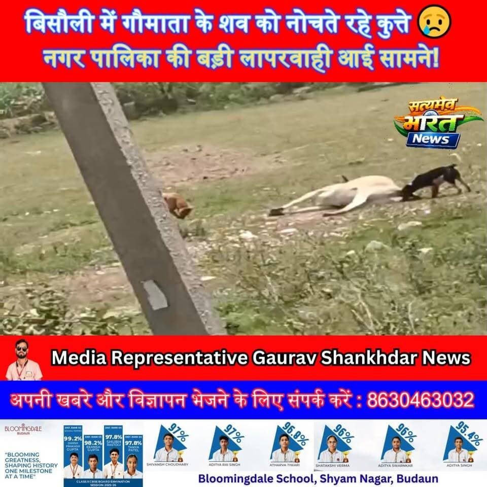 बिसौली में गौमाता के शव को नोचते रहे कुत्ते 😢 नगर पालिका की बड़ी लापरवाही आई सामने! #Bisauli #Badaun #CowNews #BreakingN...