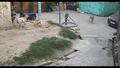 आवारा कुत्तों से होशियार रहें और अपने जानवरों की हिफाज़त करें
#virelreels #vairalvideo #videoviral