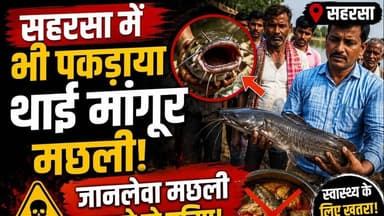 सहरसा में भी थाई मांगूर मछली पकड़ाया,जानलेवा मछली खाने से बचिए #viralpost #viral #foryouシ #reach