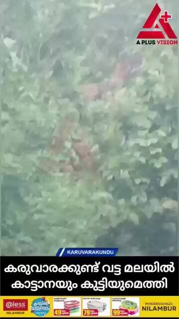 കരുവാരക്കുണ്ട് വട്ടമലയിൽ കാട്ടാനയും കുട്ടിയുമെത്തി; വട്ടമലറോഡിനോട് ചേർന്ന ഭാഗത്താണ് കാട്ടാന എത്തിയത്