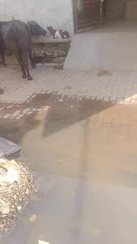 Siddharth nagar kadaura me itana pani bhara hai galio me fir bhi cheyarmen aur member sun hi nhi rhe hai
