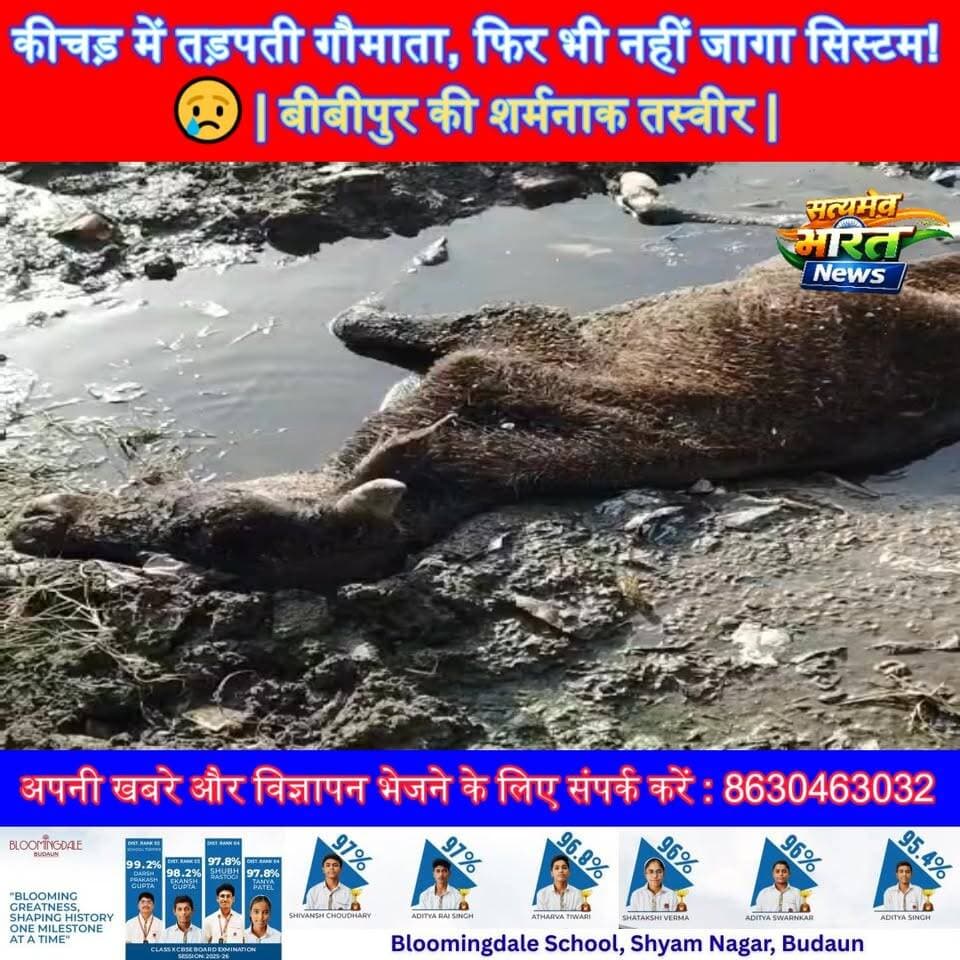 कीचड़ में तड़पती गौमाता, फिर भी नहीं जागा सिस्टम!😢 | बीबीपुर की शर्मनाक तस्वीर | #Badaun #GauMata #AnimalRescue #ViralNe...