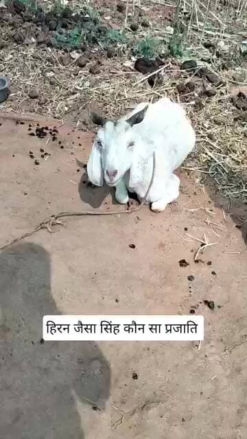 हिरन जैसा सिंह #news