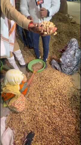 चौमूं: कृषि मंत्री किरोड़ी लाल ने चोंमू स्थित रीको में मूंगफली बीज फैक्ट्री पर छापा, मिली खराब क्वालिटी की 2 लाख बोरियां