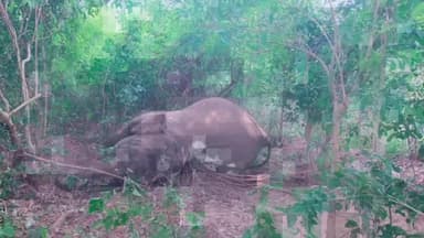 ଆଠମଲ୍ଲିକ: ମଝିପଡ଼ା ଗ୍ରାମ ନିକଟରେ ମାଈ ହାତୀର ମୃତ୍ୟୁ