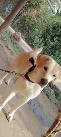 8821917214
is nombar par call karen
