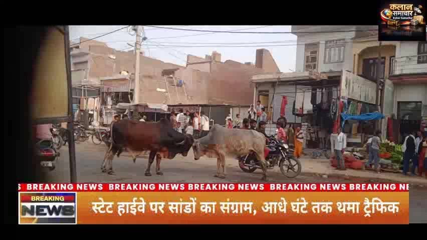 #स्टेट हाईवे पर #सांडों का #संग्राम, आधे घंटे तक #थमा ट्रैफिक