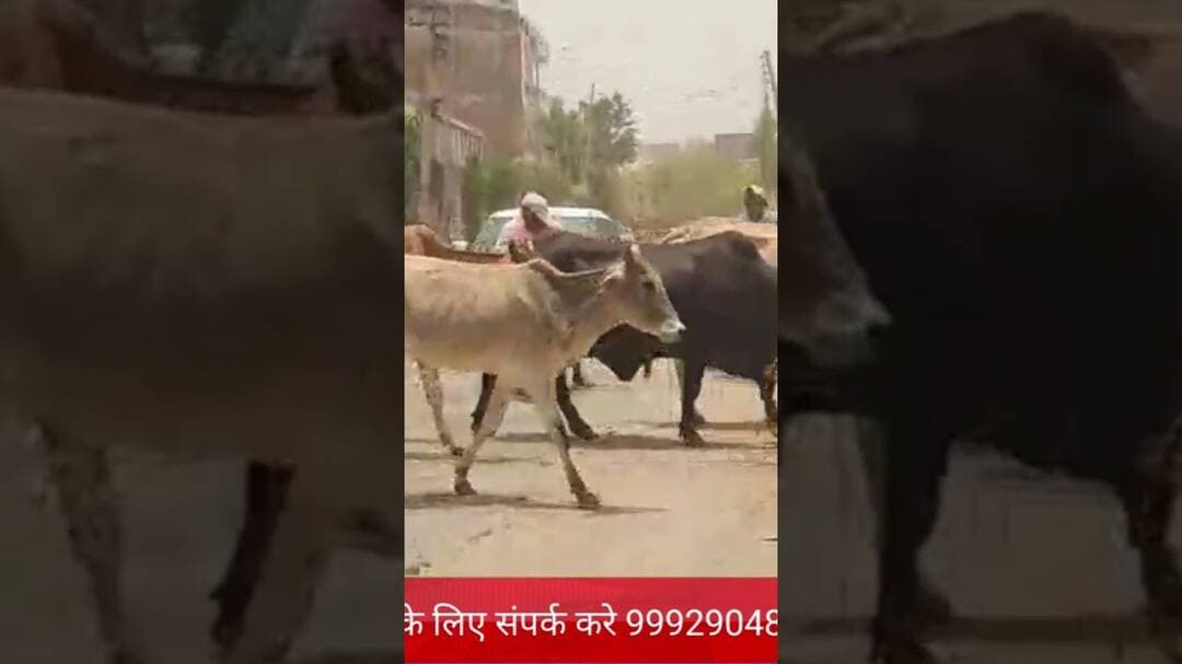 #मेवात #वायरल_वीडियो #news #cow #गाय