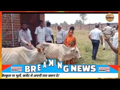 टुंडी में अवैध पशु तस्करी का बड़ा खुलासा#dc #ssp #news #dhanbad #rajsinha #dhullumahato
