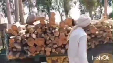 फतेहाबाद: टोहाना: 18 सरकारी पेड़ों की अवैध कटाई, लकड़ी समेत ट्रैक्टर-ट्रॉली जब्त, भाजपा नेता के बेटे का नाम सामने