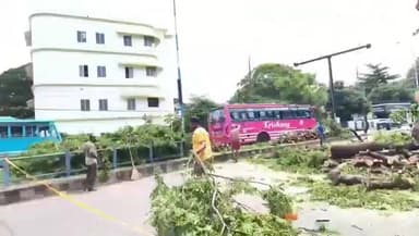 കണ്ണൂർ: അപകട ഭീഷണി, സ്റ്റേഡിയം കോർണറിലെ കുറ്റൻ തണൽ മരം മുറിച്ചു, വഴിയാധാരമായി പക്ഷികൾ