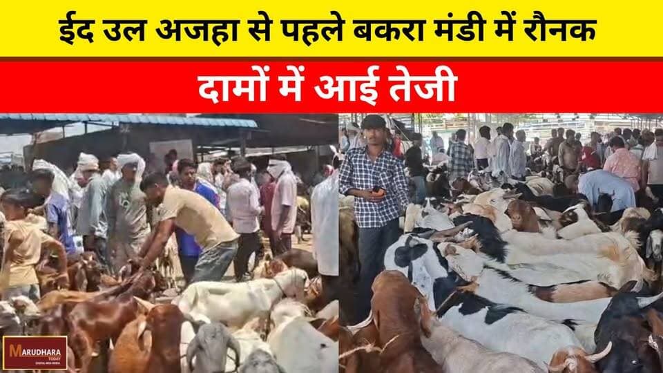 ईद उल अजहा से पहले बकरा मंडी में रौनक, दामों में आई तेजी
#ajmer #trend #may #may2026 #ajmercity #ajmernews #today #today...