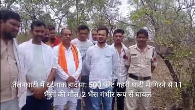 जबेरा: तेलनघाटी मार्ग पर दर्दनाक हादसा, 500 फीट गहरी खाई में गिरने से 11 भैंसों की मौत, दो गंभीर घायल