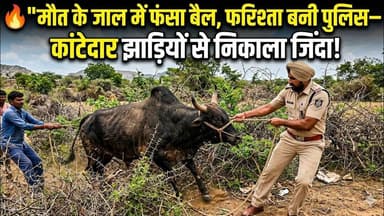 Bull rescue by Sohagi police | कांटेदार झाड़ियों मे फसे बैल की पुलिस ने बचाई जान | #animalrescue