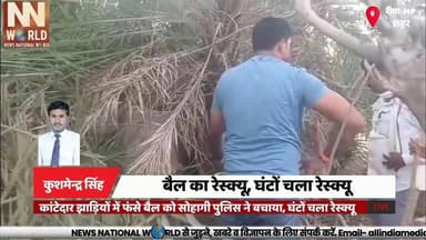 कांटेदार झाड़ियों में फंसे बैल को सोहागी पुलिस ने बचाया, घंटों चला रेस्क्यू
#Rewa #SohagiPolice #AnimalRescue #Humanity ...