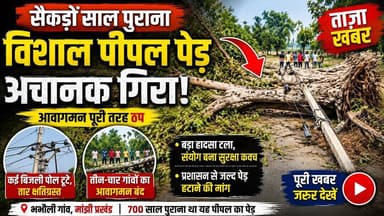 700 साल पुराना पीपल का विशाल पेड़ गिरा, कई गांवों का आवागमन ठप #Manjhi #Saran #BiharNews #PeepalTree