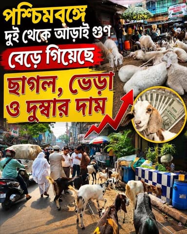 পশ্চিমবঙ্গে এই কারণে দুই থেকে আড়াই গুণ বেড়েছে ছাগল ভেড়া ও দুম্বার দাম! #BengalNews #news #NewsUpdate #kurban #eidulad...