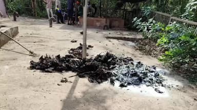 बालोद: दल्लीराजहरा में पेड़ों से गिरकर रोज़ मर रहे 250 से अधिक चमगादड़, गर्मी से बचाने के लिए फायर ब्रिगेड पानी डाल रही