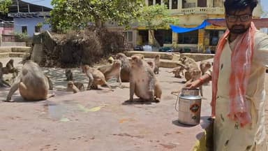 बंदर का हरकत देख दंग रह जाएंगे
#viral #YouthInPolitics #मथुरा #वृंदावन