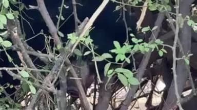 रेवदर: रेवदर के ईदरला गांव में तार में फंसा भालू, वन विभाग की टीम मौके पर पहुंची, भालू खुद को छुड़ाने का प्रयास करता दिखा