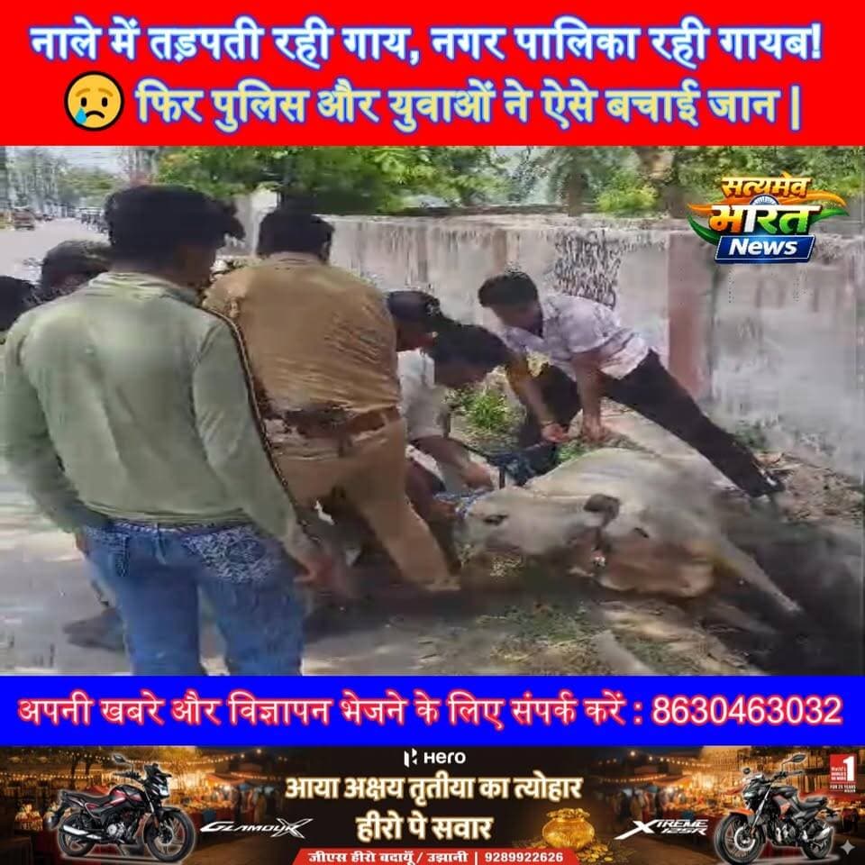 नाले में तड़पती रही गाय, नगर पालिका रही गायब! 😢 फिर पुलिस और युवाओं ने ऐसे बचाई जान | #Badaun #Budaun #CowRescue #ViralV...
